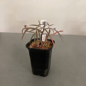 Cyphostemma Mappia
