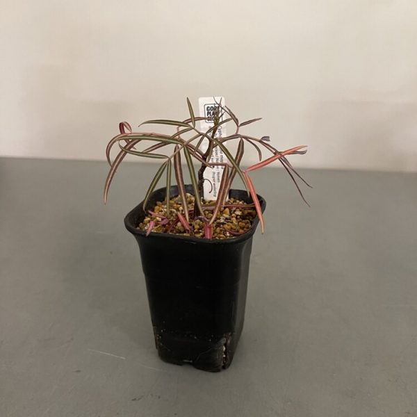 Cyphostemma Mappia