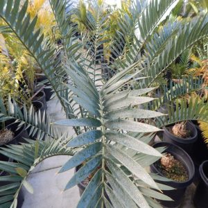 Encephalartos Altenstinii