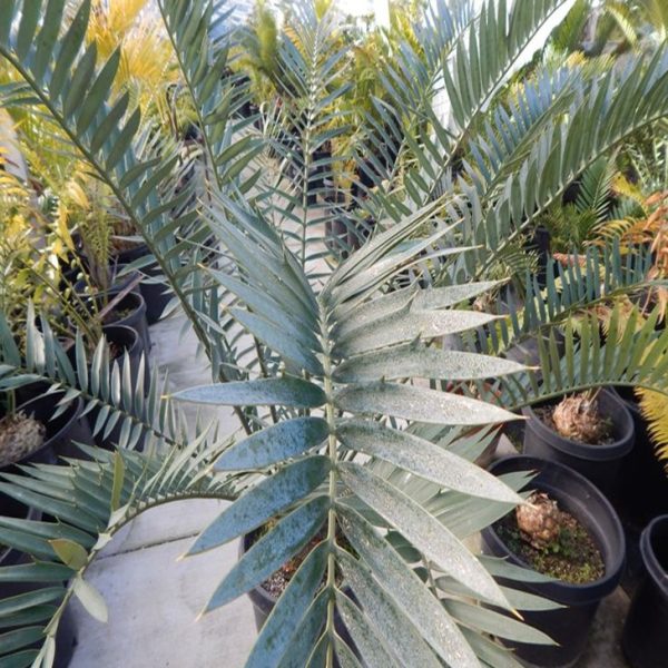 Encephalartos Altenstinii