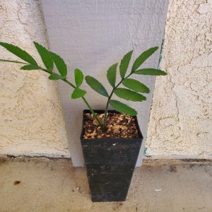 Encephalartos Altenstinii Seedling