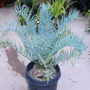 Encephalartos Horridus