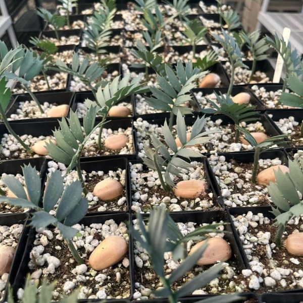 Encephalartos Horridus Seedling