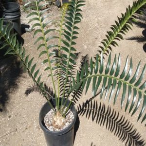 Encephalartos Transvenosus
