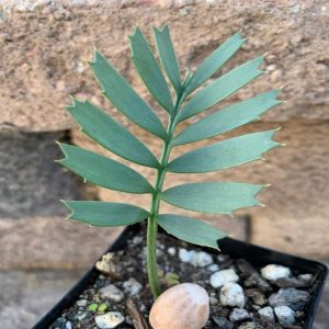 Encephalartos transvenosus seedling