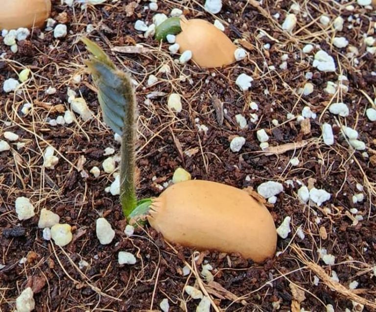 How to Germinate Cycad seeds