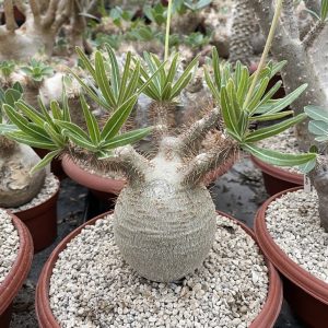 Pachipodium Resulatum