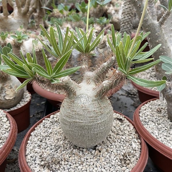 Pachipodium Resulatum