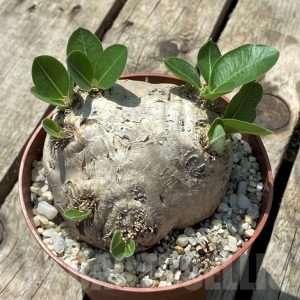 Pachypodium Brevicaule