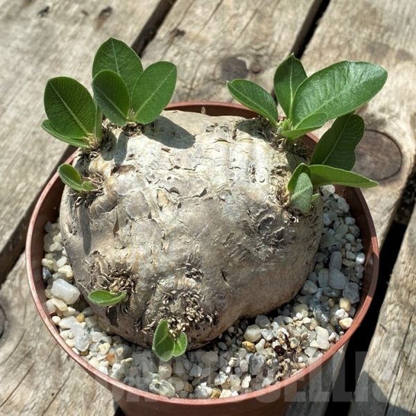 Pachypodium Brevicaule