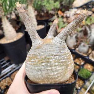 Pachypodium gracilius