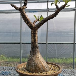 Pachypodium Windsorii