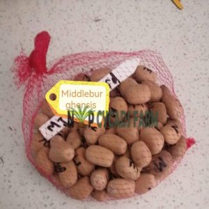 Middelburgenis Seeds