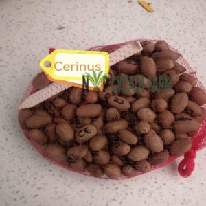 Encephalartos Cerinus Seeds