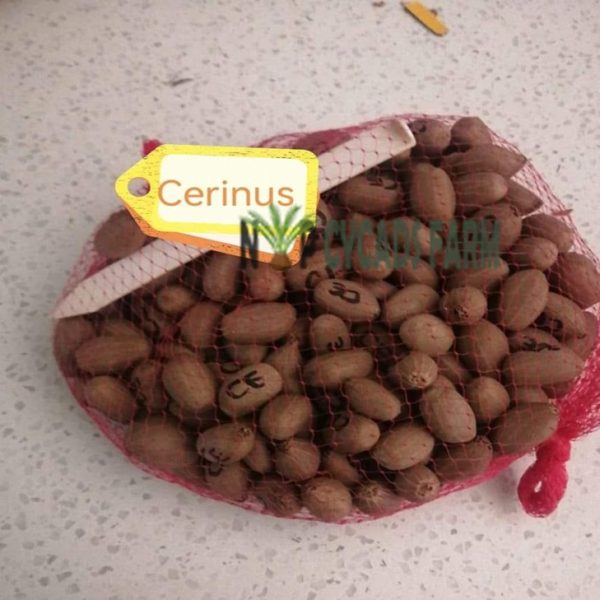 Encephalartos Cerinus Seeds