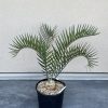 Encephalartos Longifolius