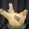 Cyphostemma Uter