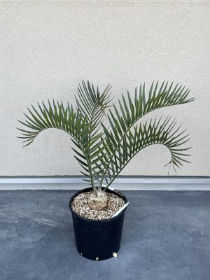 Encephalartos Longifolius