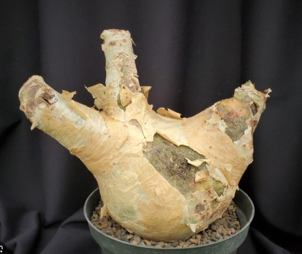 Cyphostemma Uter