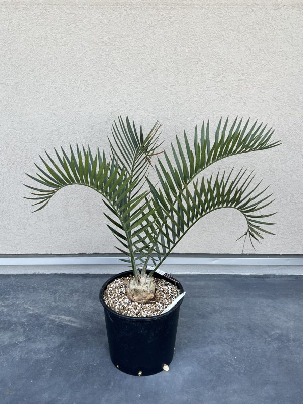 Encephalartos Longifolius