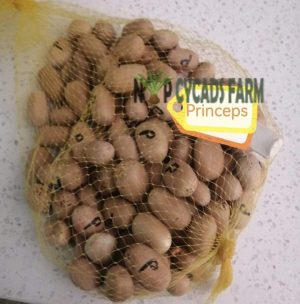 Encephalartos Princeps Seeds