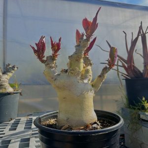 Cyphostemma Juttae