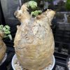 Cyphostemma Uter