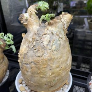 Cyphostemma Uter