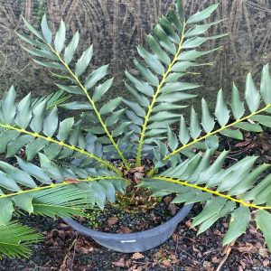 Encephalartos Ferox
