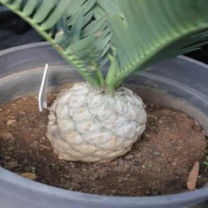 Encephalartos princeps