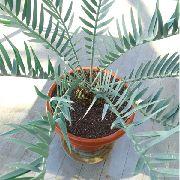 Encphalartos Trispinosus