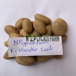 Encephalartos Hirsutus Seeds