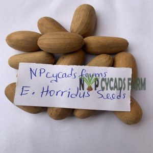 Encephalartos horridus seeds