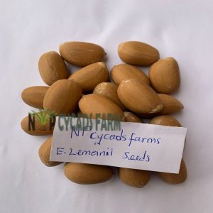 Lehmannii Seeds