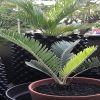 Encephalartos hirsutus