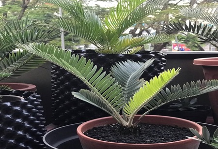 Encephalartos hirsutus