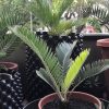 Encephalartos hirsutus