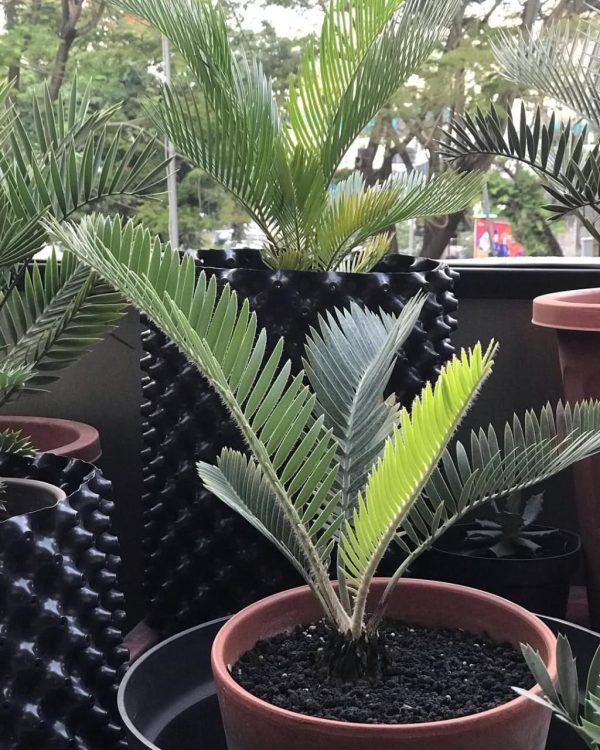 Encephalartos hirsutus