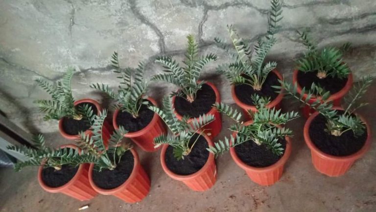 Cycads Seedlings Care