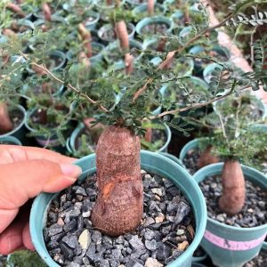 Operculicarya Pachypus