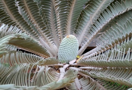 NY Cycads farm