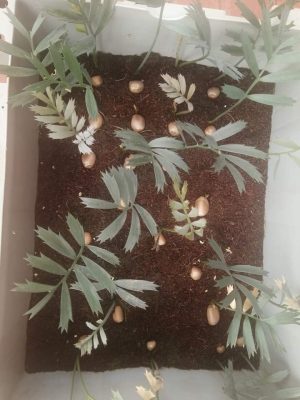 Encepharlatos Horridus Seedlings