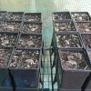 Encepharlatos Horridus Seedlings