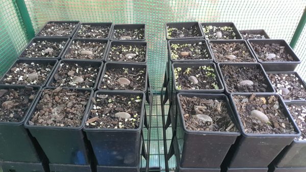Encepharlatos Horridus Seedlings