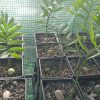 Encepharlatos Horridus Seedlings