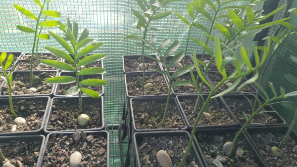 Encepharlatos Horridus Seedlings