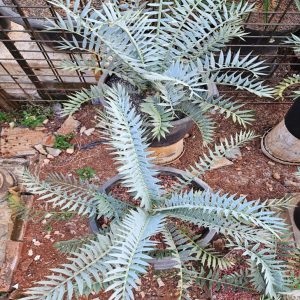 Encephalartos Dwarf