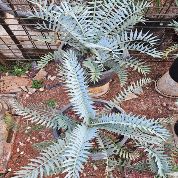 Encephalartos Dwarf