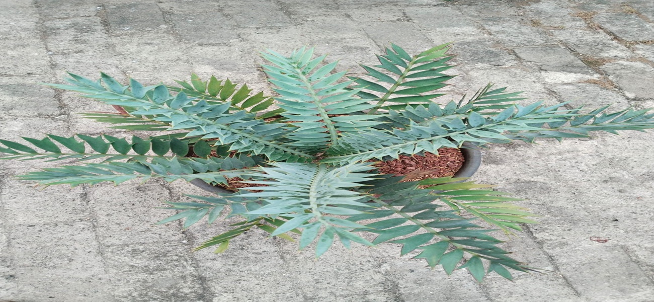 dwarf palm