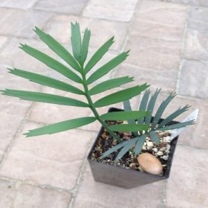 encephalartos lehmannii Seedling